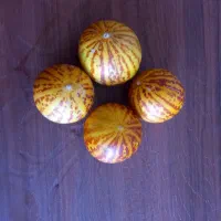 فروش دستمبو