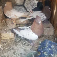 کبوتر رنگی و نقشی