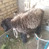 بره