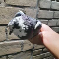 کفتر