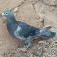 کفتر مسافتی اصل