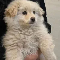 سگ پامر خرسی همراه با باکس