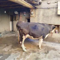 گاوسیمینتال4ماه آبستن شیری|حیوانات مزرعه|مریوان, |دیوار