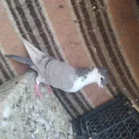 کفتر نقش روی هم لنگی 200 مفت|پرنده|طبس, |دیوار