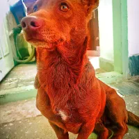 سگ پاکوتاه مکزیزکی