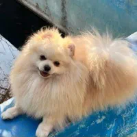 نرخرسی پوفیس اماده جعفتگیری ماده شما نقدی