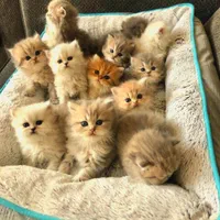 حر ا ج گربه های پرشین/بریتیش/اسکاتیش شجره دار