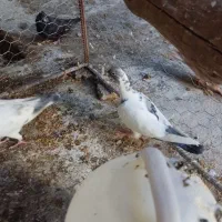 کبوتر.|پرنده|ارم, |دیوار