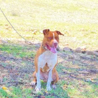 سگ پیتبول گمشده