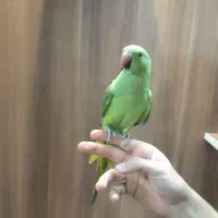 طوطی ملنگو سوپر دستی سخنگو چلوندنی