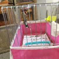 تعداد ی سهره و سهره قناری به فروش میرسد.|پرنده|میانه, |دیوار