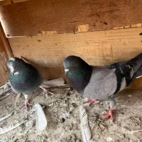 کبوتر کفتر شهرستانی وتهرانی عالی|پرنده|پاکدشت, پاکدشت (مامازند)|دیوار