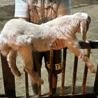 بزغاله نر با مادر|حیوانات مزرعه|خوش‌رودپی, |دیوار