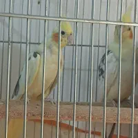 عروس هلندی