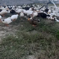 اوردک پرورشی .تعداد بالا فروشی|حیوانات مزرعه|تولم شهر, |دیوار