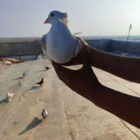 کبوتر عالی|پرنده|گنبد کاووس, |دیوار