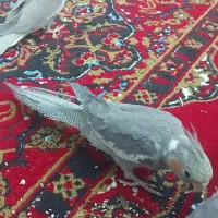 عروس هلندی|پرنده|شیراز, میانرود|دیوار