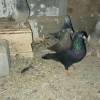 کبوتر مشکی ابادانی