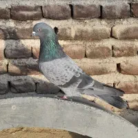 کبوتر تهرانی|پرنده|ایلخچی, |دیوار