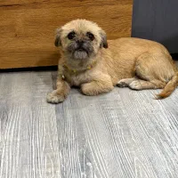 واگذاری سگ ماده شیتزو طلایی