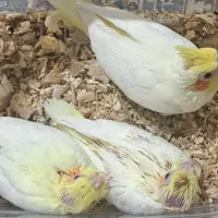 عروس هلندی نرمه خوروسرلاکی|پرنده|شیراز, شهرک رضوان|دیوار