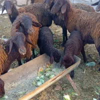 میش و بره افشاری