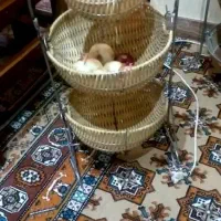 جای سیب زمینی پیاز