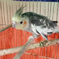 عروس هلندی نر