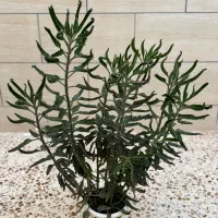 گل و گیاه آپارتمانی