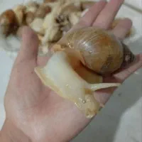 حلزون