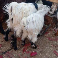 دو تا بز دو قلو زا