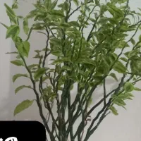 قلمه گل