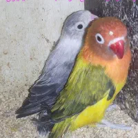 طوطی کوتوله ( برزیلی ) رنگ و نژادهای خاص ..|پرنده|بابل, |دیوار