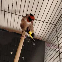 سهره نر کرمانشاهی|پرنده|کرمان, |دیوار