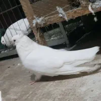 کبوتر سفید کاکل کشیده نوک جم|پرنده|قائمشهر, |دیوار