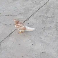 یک ماده دم سفید، ۲تا جوجه سده|پرنده|اسفراین, |دیوار