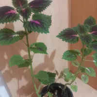 گل.|گل و گیاه طبیعی|اهواز, اهواز|دیوار