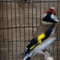 سهره  قناری  گلبسر