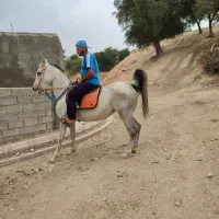 مادیون عشایری سرو دمگیر