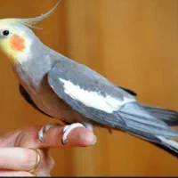 عروس هلندی نر باقفس