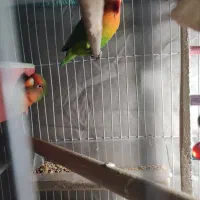 طوطی برزیلی نرو ماده سرحال