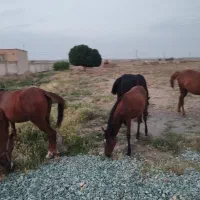 اسب|اسب و تجهیزات اسب‌سواری|قم, آزادگان|دیوار