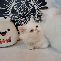 گربه پرشین