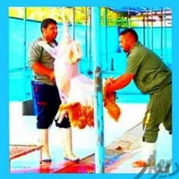 «نرینه*قلمآبی۰زنده۰عقیقه+قربانی» بّر۰درجه۱گوسفند|حیوانات مزرعه|مشهد, توس|دیوار