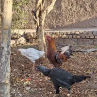 خروس لاری و مرغ لاری|حیوانات مزرعه|مهریز, |دیوار