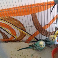 مرغ عشق نر|پرنده|شیراز, ریاستی|دیوار