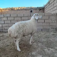 میش