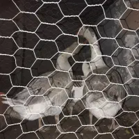 قو غاز نر|حیوانات مزرعه|تاکستان, |دیوار