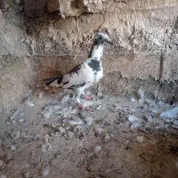 کفتر