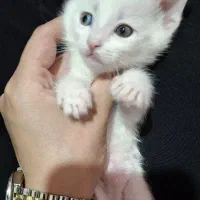 گربه خونگی